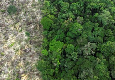 No Amazonas, 62% da exploração madeireira é feita ilegalmente