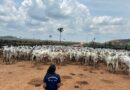 Febre aftosa: Adaf vai realizar vigilância em mais de 400 propriedades no primeiro semestre de 2026