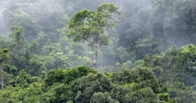 Desmatamento na Amazônia cai para 2º menor índice nos três primeiros meses de 2026, aponta Inpe
