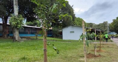 Prefeitura de Manaus realiza manutenção da arborização no CSU do Parque 10 e inicia plantio de 2 mil mudas no local