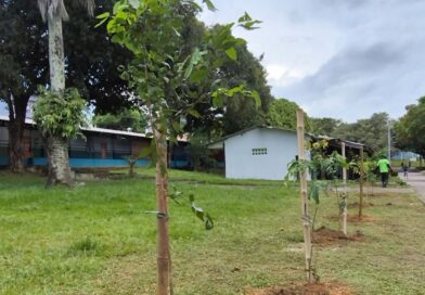 Prefeitura de Manaus realiza manutenção da arborização no CSU do Parque 10 e inicia plantio de 2 mil mudas no local