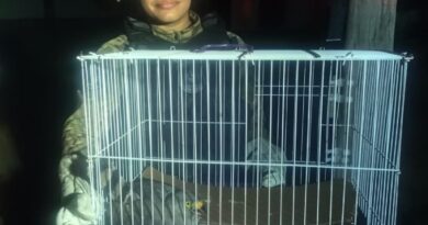 Guarda Municipal de Manaus prende indivíduo por tráfico de drogas e resgata gavião ferido na madrugada desta sexta-feira
