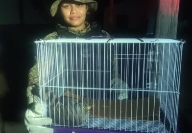 Guarda Municipal de Manaus prende indivíduo por tráfico de drogas e resgata gavião ferido na madrugada desta sexta-feira