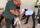 Vacinadores da Prefeitura de Manaus seguem com imunização de cães e gatos contra raiva nos bairros