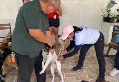 Vacinadores da Prefeitura de Manaus seguem com imunização de cães e gatos contra raiva nos bairros