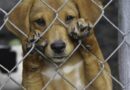 Maus-tratos a animais: denúncias crescem mais de 130% em Manaus