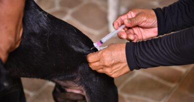 Campanha de vacinação antirrábica 2026 da prefeitura já atendeu 140 mil animais em Manaus e segue até 30 de novembro