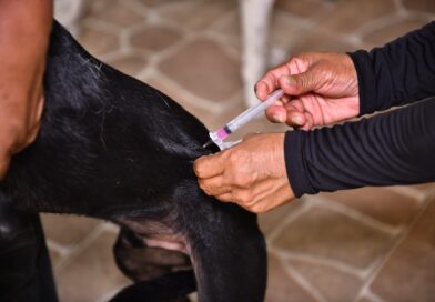 Campanha de vacinação antirrábica 2026 da prefeitura já atendeu 140 mil animais em Manaus e segue até 30 de novembro